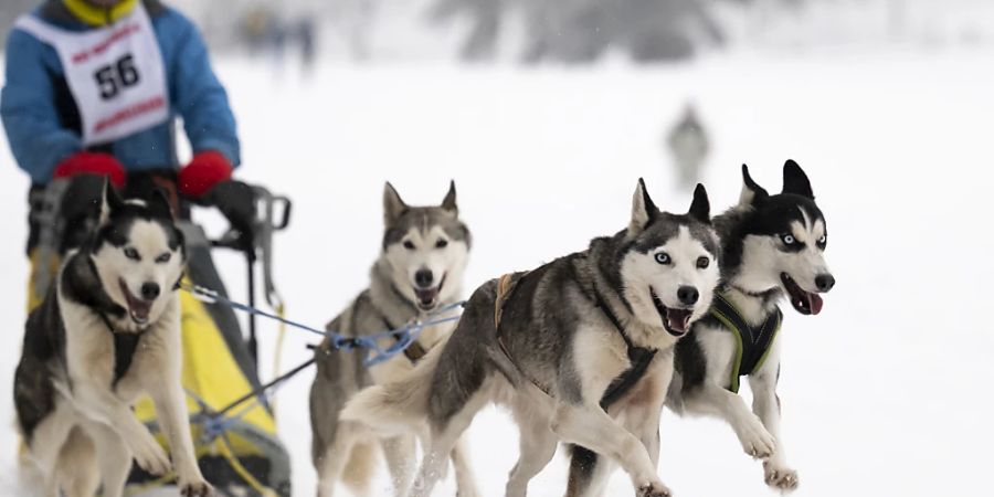 Rund 800 Hunde wurden für das internationale Schlittenhunderennen in Saignelégier (JU) angemeldet.