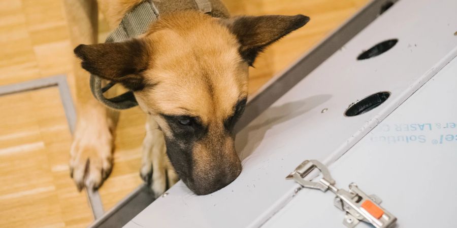 Der belgische Schäferhund Filou schnüffelt in der Tierärztlichen Hochschule (TiHo) an einer Trainingsmaschine für Corona-Spürhunde. Laut einer Studie können sie auch Long-Covid-Patienten erkennen.