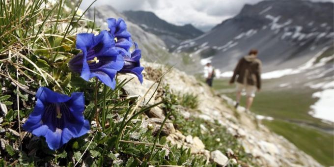 Während die Pflanzen in den Bergregionen 1998 ab dem 20. Juni zu wachsen begannen, spriessen sie nun bereits ab dem 14. Juni. (Symbolbild) Gebirgsflora
