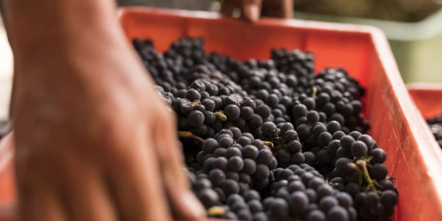 Ein Laboranalyse ergab, dass der Wein aus einer Küstenregion, möglicherweise aus dem Mittelmeerraum, und nicht aus dem Wallis kommt. (Symbolbild)