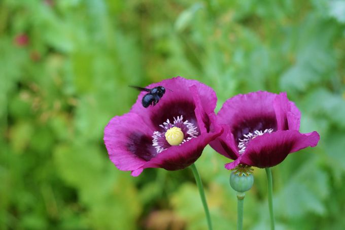 Grosse, nektarreiche Blüten sind ihr Lieblingsort: die Blauschwarze Holzbiene. Mohnblume Kelch lilafarben Holzbiene