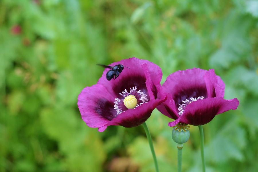 Mohnblume Kelch lilafarben Holzbiene