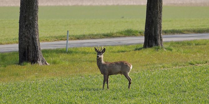 Reh Feld Strasse Bäume