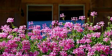 Geranien Balkon Blüten rosafarben