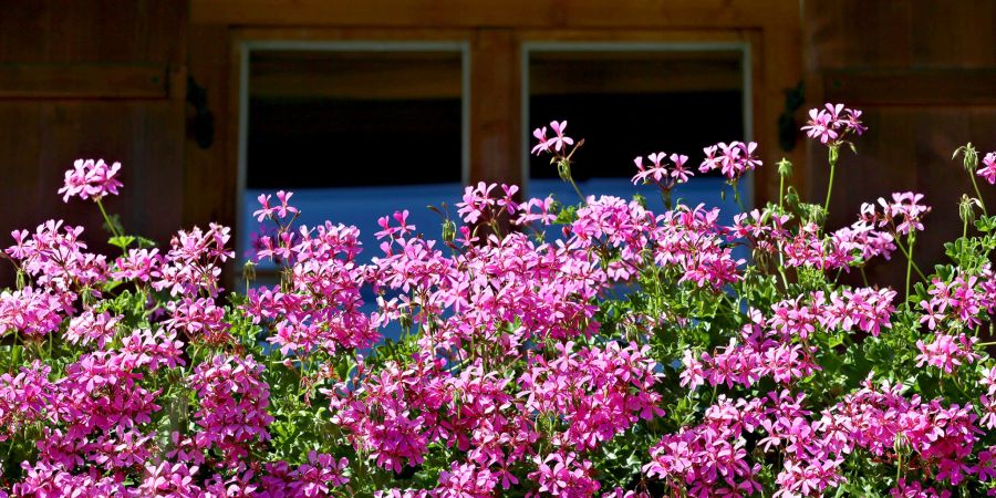 Geranien Balkon Blüten rosafarben