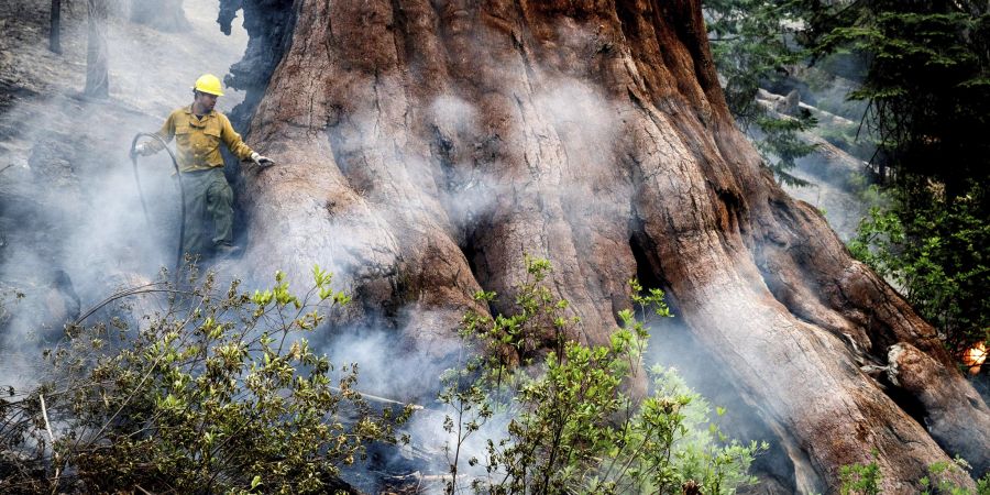 Waldbrand wütet im kalifornischen Yosemite-Park.