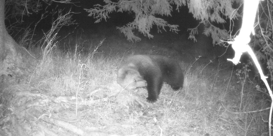 Eine Wildtierkamera hat im Landkreis Garmisch-Partenkirchen einen Braunbären aufgenommen.