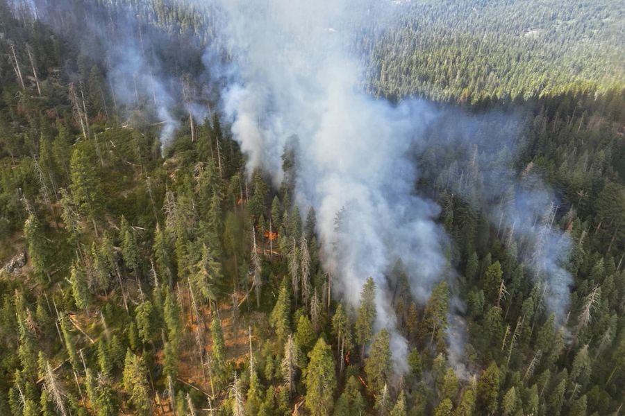 Dank Wassersprinklern und Feuerschneisen konnten die Riesenmammutbäume gerettet werden.