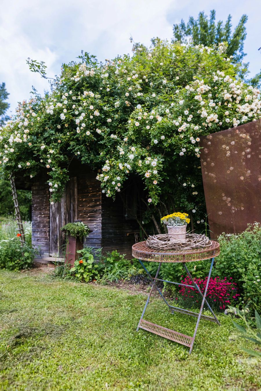 Garten Rosen Strauch Hütte wild Tischchen