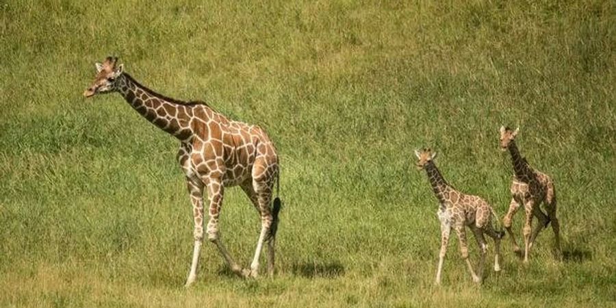 Giraffe zwillinge