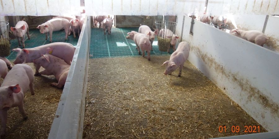 Aufzuchtferkel in einem Stall am Staatsgut Schwarzenau in Schwarzach am Main. Hier untersuchen Wissenschaftler im Auftrag des bayerischen Landwirtschaftsministeriums, wie der Stall der Zukunft aussehen könnte.