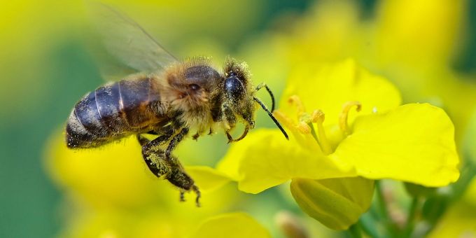 Sommerliche Temperaturen können für Bienen gefährlich werden. Garten- oder Balkonbesitzer sollten eine flache Wasserschale aufstellen. Sommerliche Temperaturen können für Bienen gefährlich werden. Garten- oder Balkonbesitzer sollten eine flache Wasserschale aufstellen.