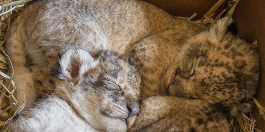 Der australische Taronga Western Plains Zoo kann drei neugeborne Löwinnen begrüssen.