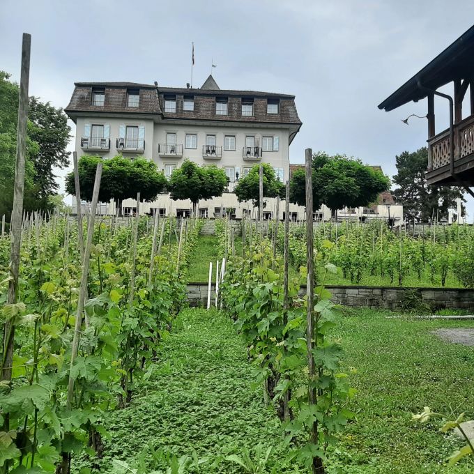 Rebstöcke beim Schloss Rebstöcke am Bodensee