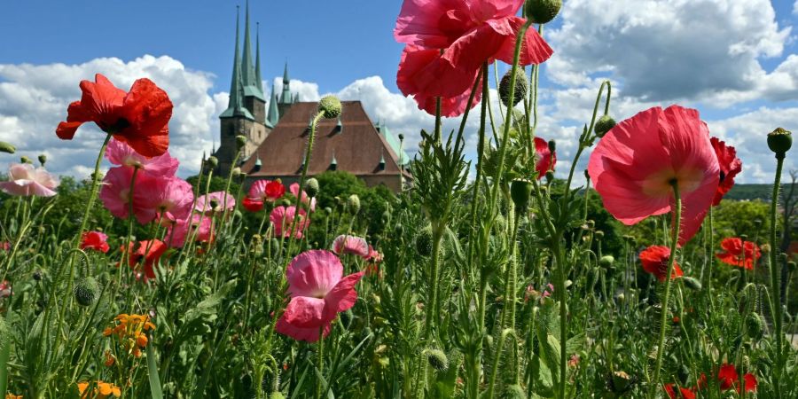 Mohn im Sonnenschein am Erfurter Petersberg. Der Frühling war wieder zu warm.
