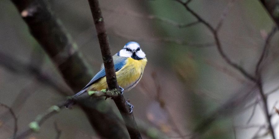 Eine Blaumeise sitzt auf einem Ast. Die jährliche Zählung der Wintervögel gerät aufgrund des milden Wetters in diesem Jahr durcheinander.