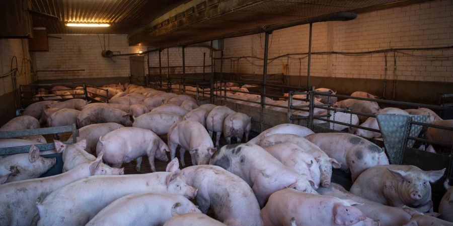 Ein Schweinestall in Niedersachsen.