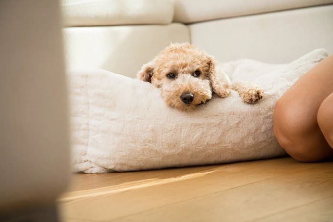 Ein Welpe aus schlechter Haltung tut sich mit der Eingewöhnung oft schwer. Welpe weiss Sofa Fell Knie