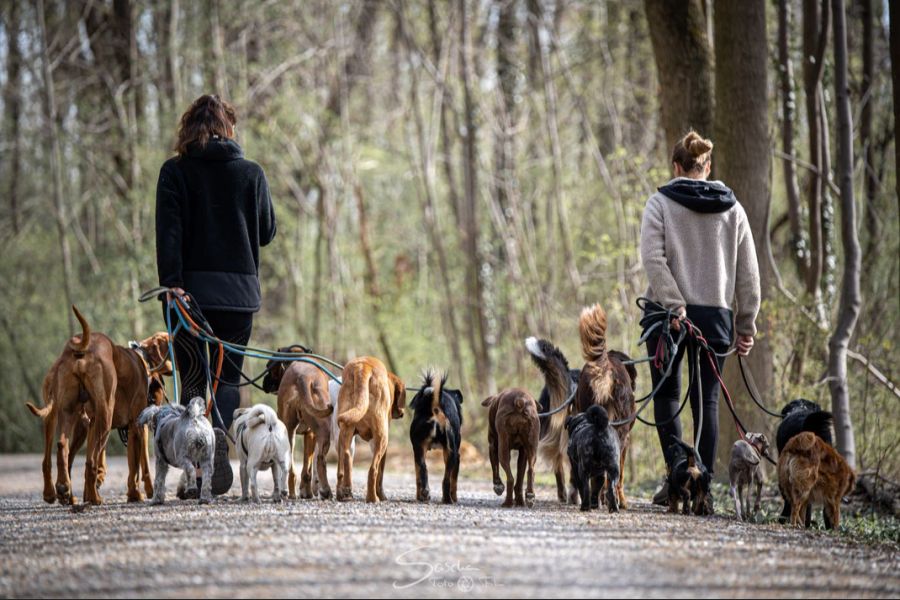 Der Mann war der Mitbesitzer der Münchner Hundepension «Isarpfoten».