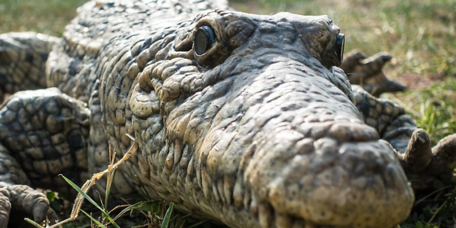 Eine besondere Herausforderung war es, die Bewegung eines echten Krokodils nachzuahmen.