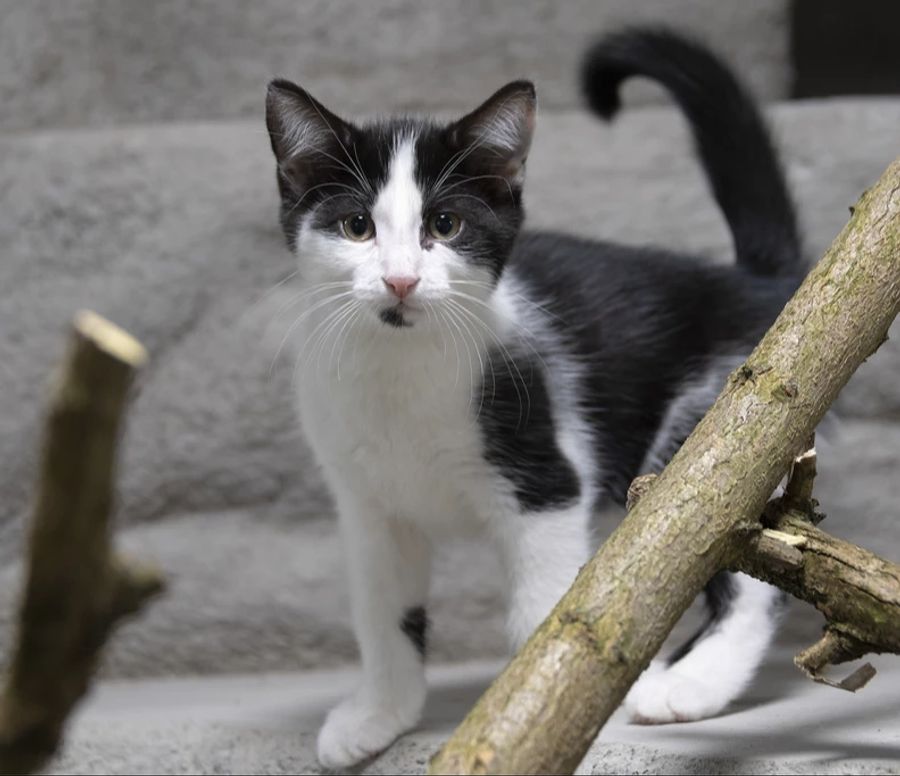 Wer sich eine Katze anschafft, sei für ihr Wohlergehen verantwortlich – «ohne Wenn und Aber».