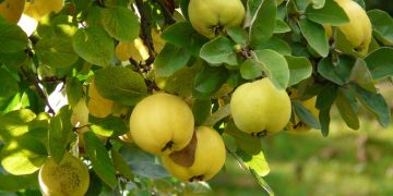 Quitten, Konfitüre, Herbst