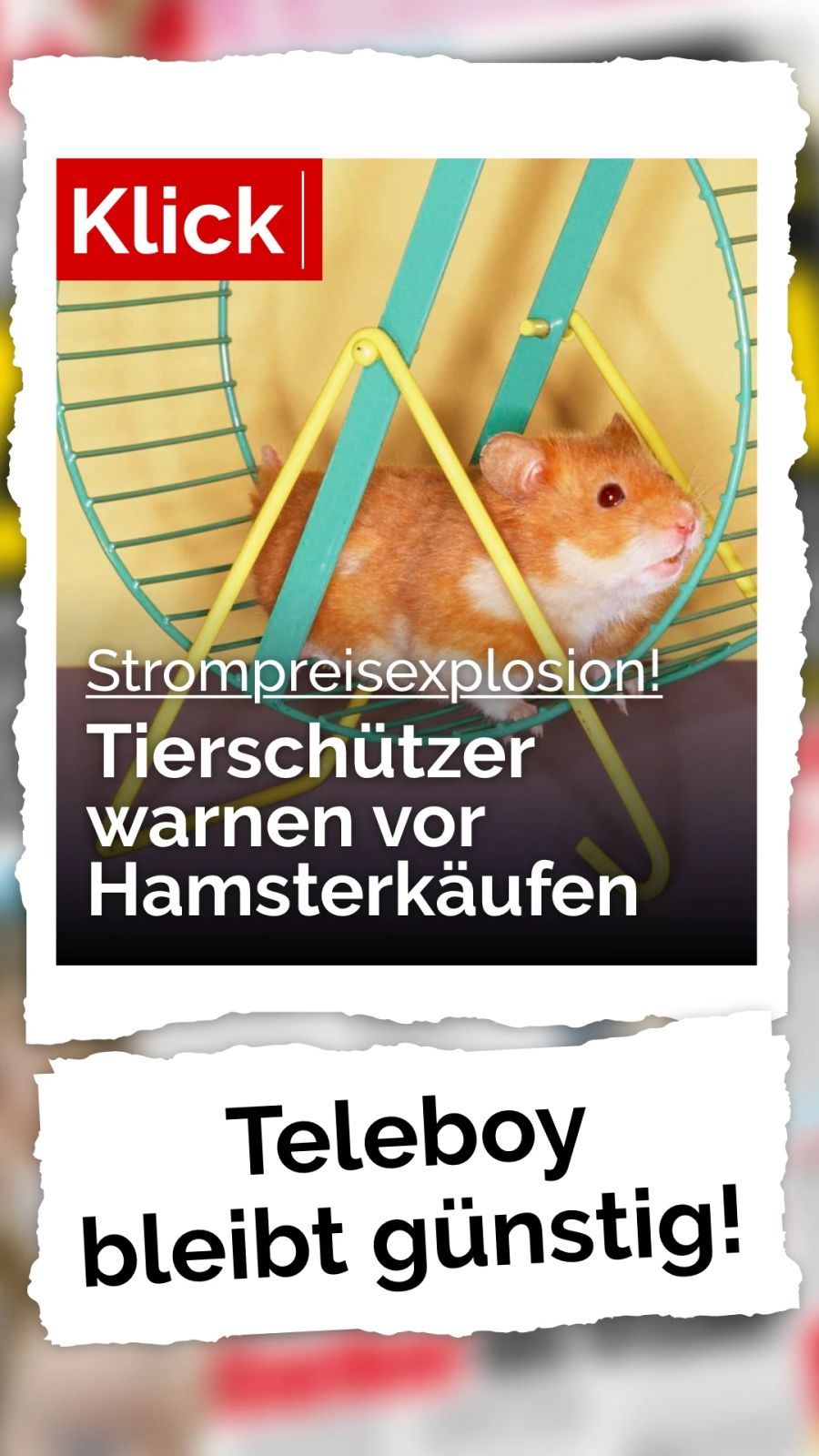 Die Kosten steigen so extrem, dass Tierschützer vor Hamsterkäufen warnen.