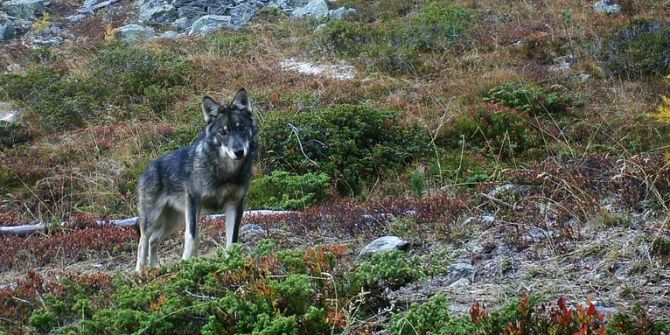 Wolf Wolfspopulation Präventive Regulierung