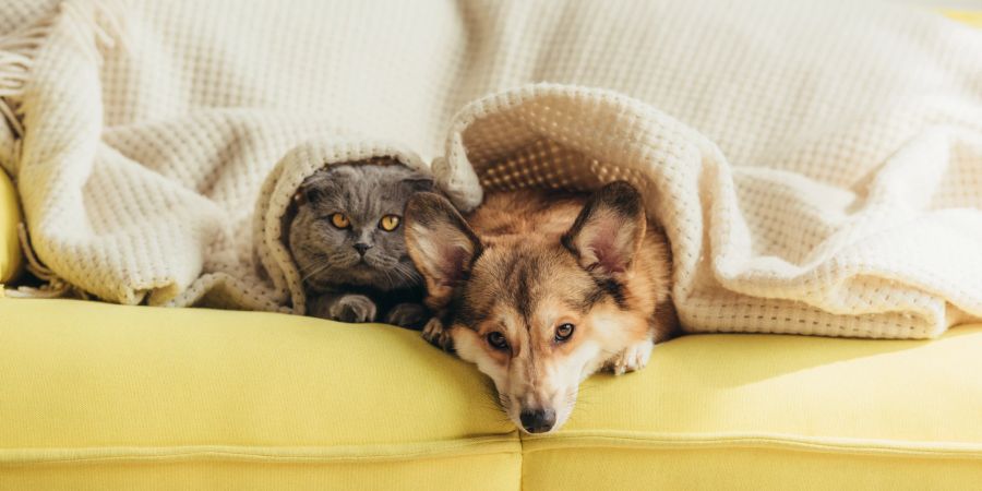 Katzen und Hunde vertragen sich in der Regel besser, als es in Filmen dargestellt wird.
