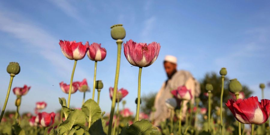 Rohopium wird aus Mohn hergestellt und dient als Basis für die Herstellung von Heroin.