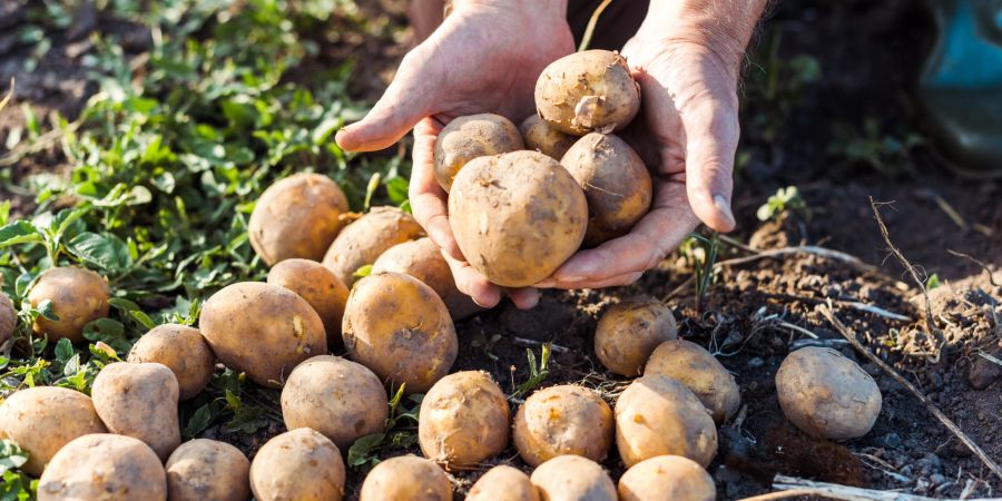 Was ist überhaupt Gluten? Und steckt Gluten in unseren knolligen Freunden aus der Erde?