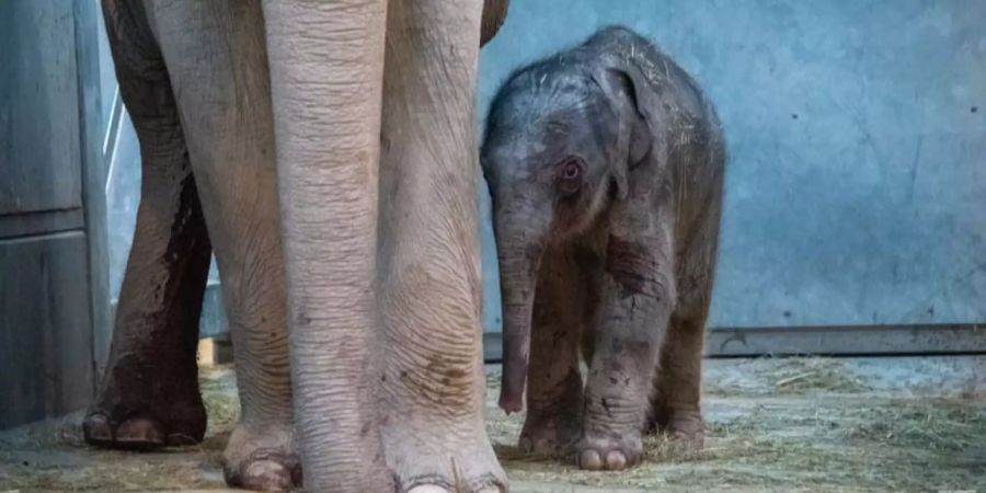 elefant zoo zürich