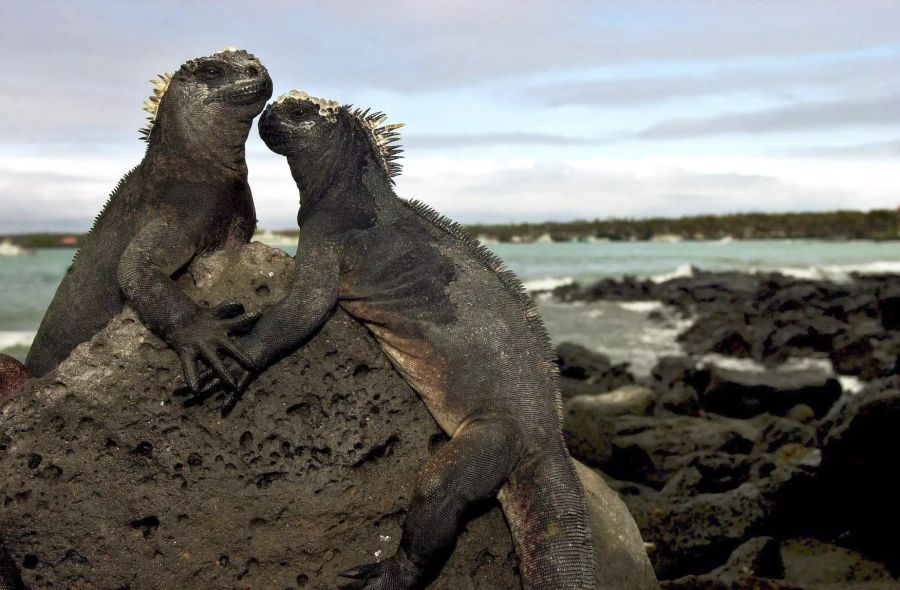 Galápagos-Inseln