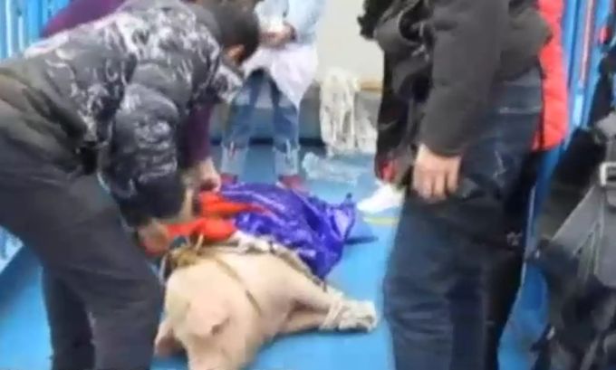 Dem Schwein wurde noch ein blauer Umhang umgebunden, bevor es den Bungee-Turm runtergestossen wurde. Schwein Freizeitpark Chine