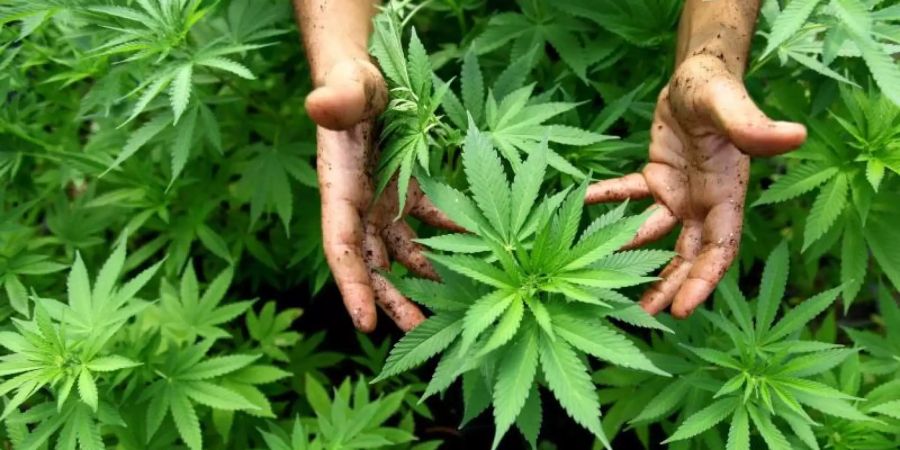 Daten der Bundeszentrale für gesundheitliche Aufklärung zufolge ist der Cannabiskonsum bei jungen Menschen in den vergangenen Jahren deutlich gestiegen. Foto: picture alliance / dpa