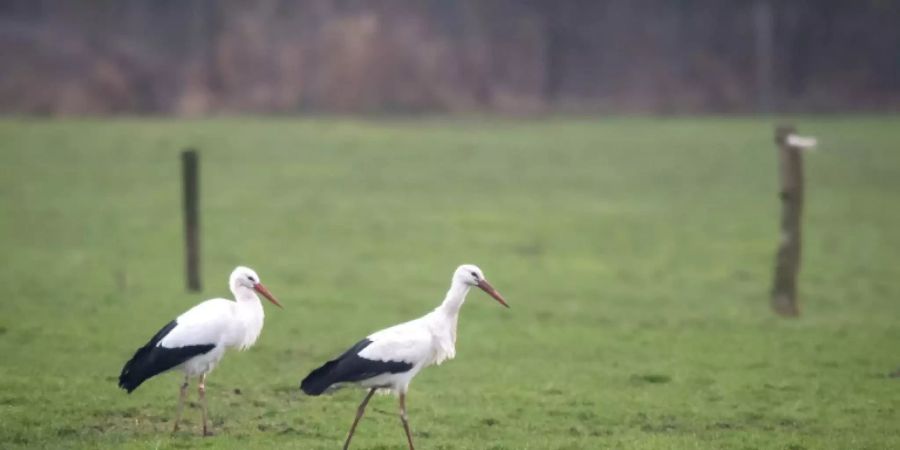 Störche auf einer Wiese in Norddeutschland