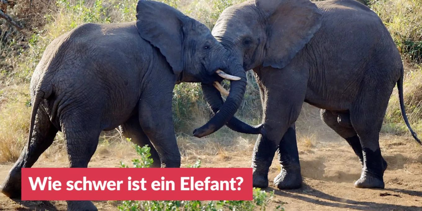 Wie schwer ist ein Elefant? | Nau.ch