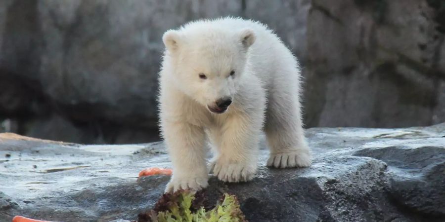 Eisbären-Baby