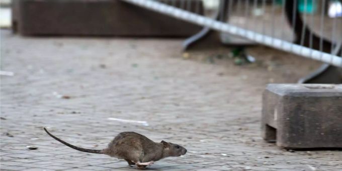 Unter den Ratten in New York grassiert das Coronavirus. coronavirus