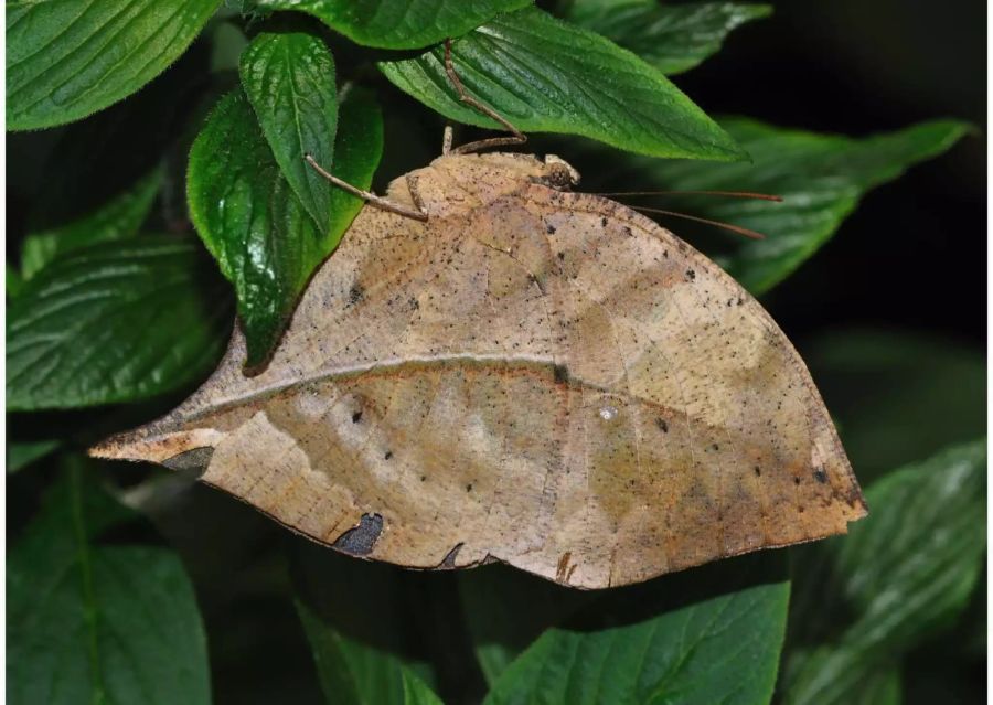 «Kallima inachus» – dieser Falter tarnt sich als welkes Blatt. Sobald ein Vogel angreift, lässt sich der Schmetterling fallen und stellt sich tot – der Fressfreind kann ihn dann nicht mehr finden.