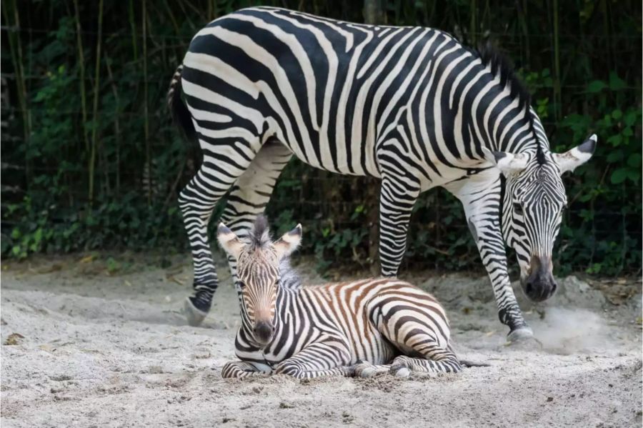 Es ist bereits das zweite Baby für Mutter Jua.