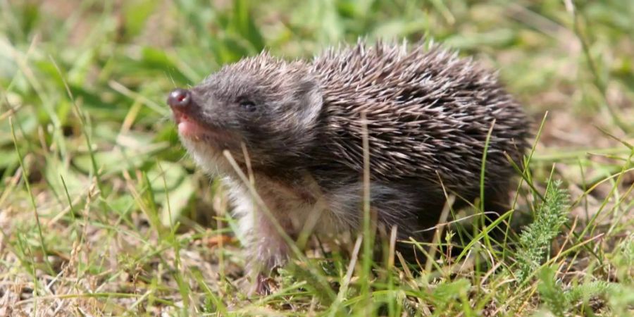 Ein Igel sucht in einem Feld nach einer Wasserquelle.