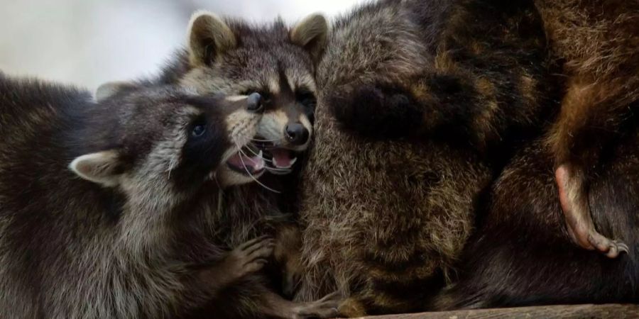 Waschbären sitzen im Tierpark Goldau SZ bei Minustemperaturen auf einem Baumstrunk.