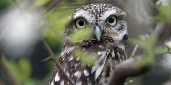 Ein Steinkauz schaut im Basler Zoo gut getarnt in einem Baum die Besucher an. steinkauz