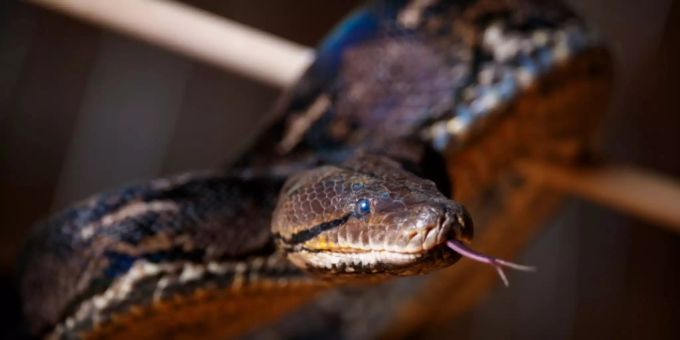In Thailand wurde ein Mann von einer Python gebissen, als er auf der Toilette sass. Eine Python