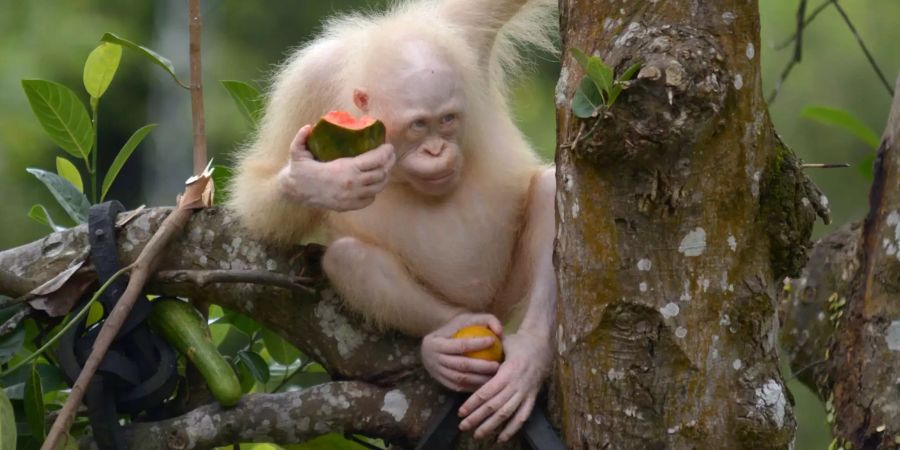 Der Albino Orang-Utan Alba sitzt mit Früchten im Baum.