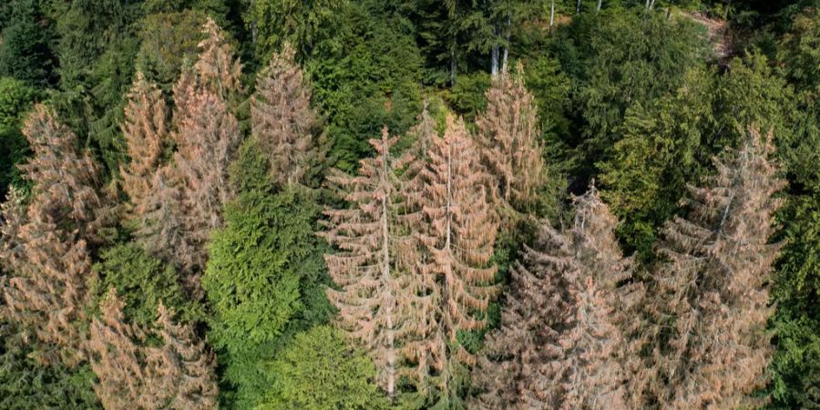 Vom Borkenkäfer befallene Bäume sterben ab.