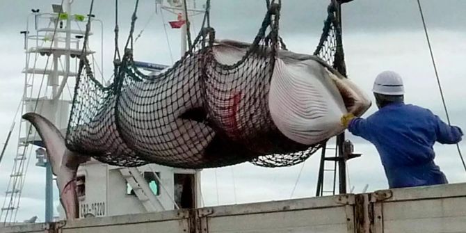 Ein Zwergwal wird im Hafen von Kushiro (JPN) abgeladen.