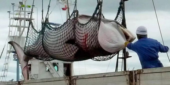 Japan drohte mehrfach den Austritt aus der Internationalen Wahlfangkommission angedroht. Ein Zwergwal wird im Hafen von Kushiro (JPN) abgeladen.
