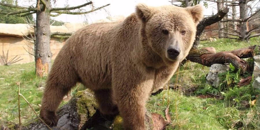 Auch Braunbären sollen mehr Schutz erhalten